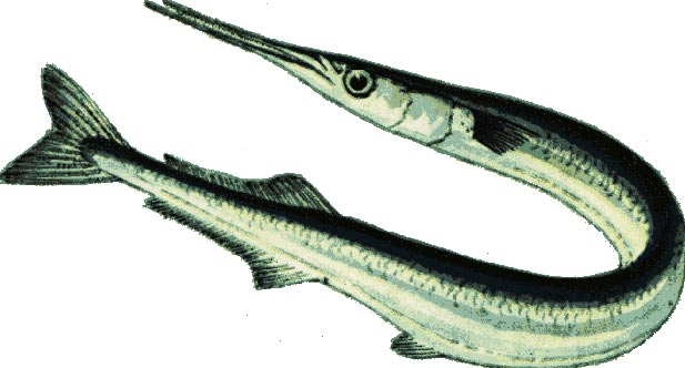 Garfish_edited