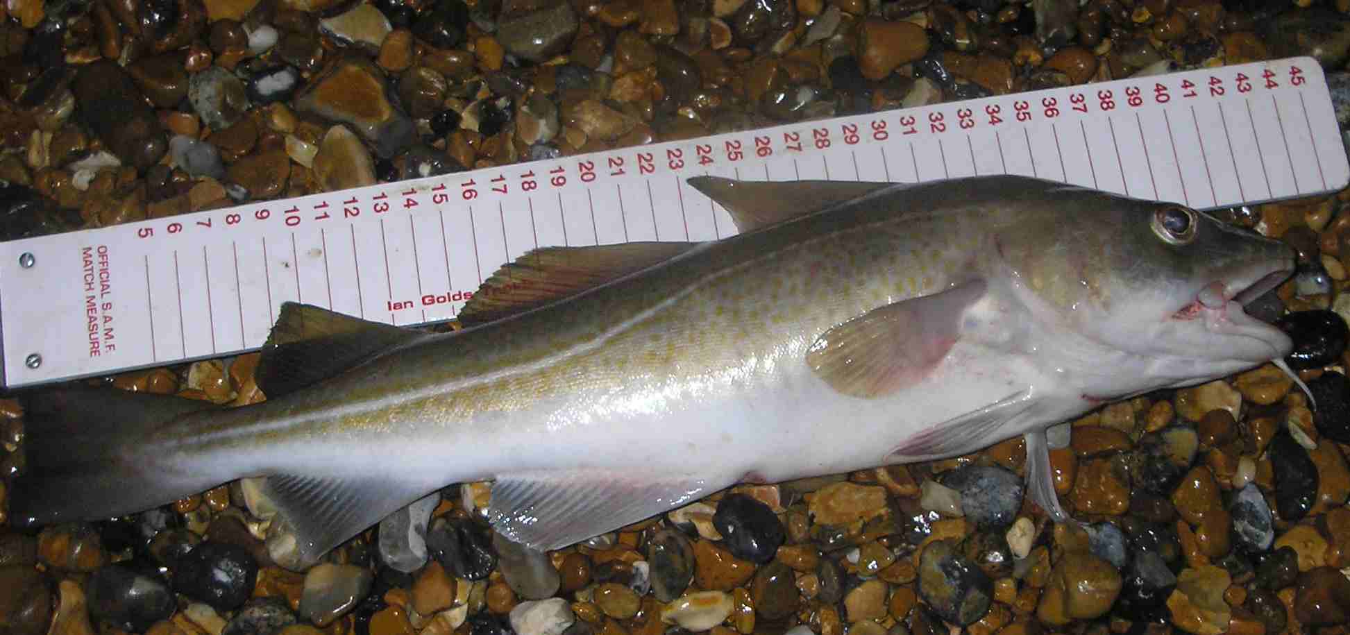 codling1