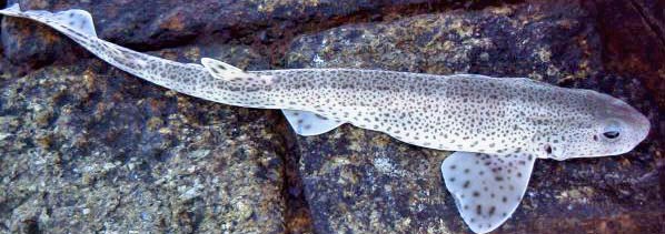 dogfish1_edited