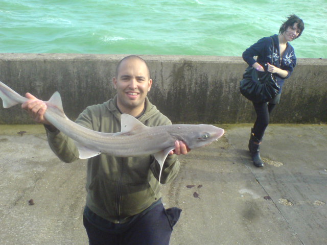 jaysbiggersmoothhound